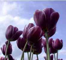 Фиолетовые цветы в саду - это роскошно и гламурно