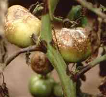 Фитофтора на помидорах: методы борьбы и профилактика