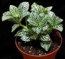 Fitton: domácí péče pro tyto teplomilné rostliny