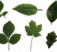 Форма листьев растений