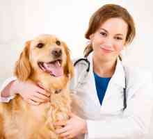 Kde je nejlepší veterinární klinice pobřežní oblasti?