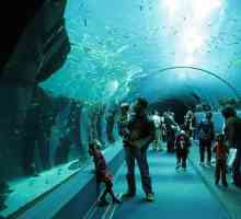 Tam, kde jsou největší akvária na světě?