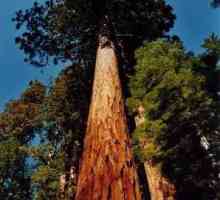 Где растет самое большое дерево на Земле