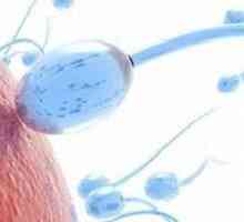 Kde darovat rozbor spermatu? Výsledky analýzy přepis