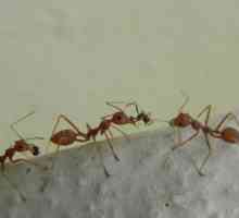 Gel z mravenců „velký bojovník“ - účinný nástroj
