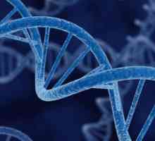 Gene, genom, chromozom: definice, struktura, funkce