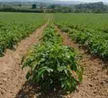 Гербициды для картофеля – последний довод против сорняков