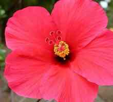 Hibiscus, nebo růže China: pěstování a péči