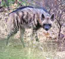 Гиена полосатая (Hyaena hyaena): описание, ареал обитания. Мир гиен