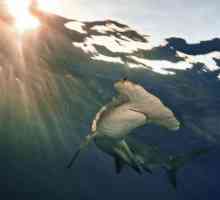 Гигантская акула-молот: описание и фото