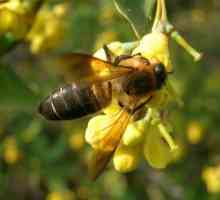 Гималайские пчелы: галлюциногенный мед и его добыча