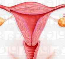 Hypoplazie endometria a jeho role v neplodnosti