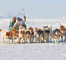 Greenland dog - popis plemene