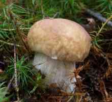 Грибы съедобные и ядовитые грибы - как распознать? Основные виды ядовитых грибов