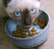 Dobré jídlo pro kočky: Jak si vybrat
