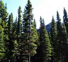 Хвойный лес – источник богатырского здоровья