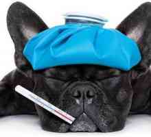 „Imunofan“ pro psy: návod k použití, analogy a hodnocení. Je možné…