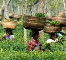 Indian provincie Assam: Tea své produkce - jedním z mezinárodních vůdců