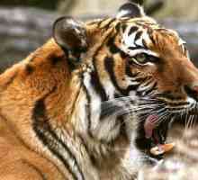 Индокитайский тигр: описание с фото