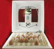 Inkubace vajec v domácnosti: nuance a zvláštnosti procesu