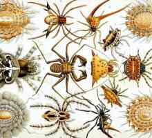 Интересные факты о паукообразных. Класс Паукообразные: 10 интересных фактов