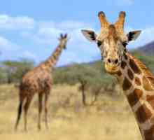 Интересные факты о жирафах для детей и взрослых