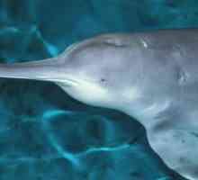 Исчезающие виды животных: китайский речной дельфин (байцзи)