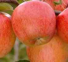 Jabloň ‚Fuji‘. Jak funguje jablko „Fuji“: popis odrůdy