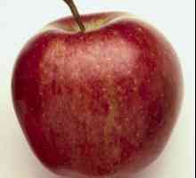 Apple Tree „Gloucester“: popis odrůdy, fotky