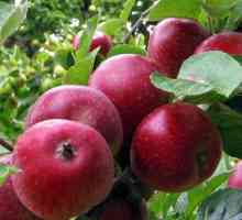 Apple Tree „kovalenkovskoe“: popis odrůdy a péče