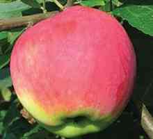 Jabloň Mantet - popis odrůdy