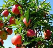 Apple Tree: Výsadba a Péče o sazenice
