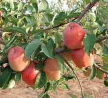 Apple Tree „shtreyfling“: popis vysoce výnosných odrůd
