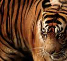Яванский тигр жив? Описание вида
