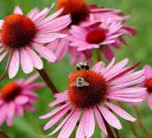 Echinacea: květiny krásné rostliny posilují imunitní systém