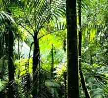 Экваториальные леса – легкие нашей планеты