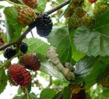 To je úžasný strom - Mulberry: dobro a škody ...?