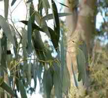 Eucalyptus. Léčivé vlastnosti jediného stromu