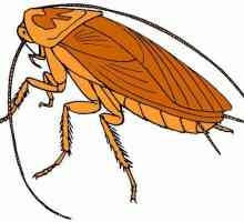 Co vize švábů ve snu: sen Kniha vypráví