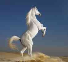 Proč sní o bílém koni? Byste být na koňském hřbetě nebo pod ní?