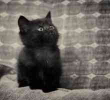Proč sní o černé kotě? Dozvídáme se!