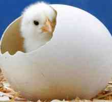 Proč sen o papouška chick, zazpívá, vylíhla z vejce v ruce?