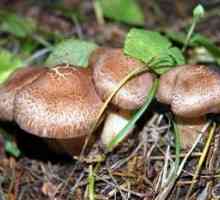 Jaký to sen sbírat houby v lese? Co otravy?