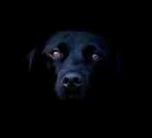 Proč odstranit černou psa? snít výklad