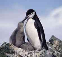Proč sní o tučňáky (ve vodě i na břehu)? Co tučňáci snění těhotná?