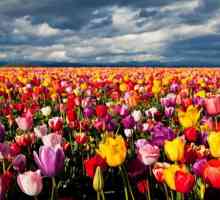 Proč sen červených tulipánů. Proč sen o žlutých tulipánů