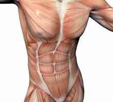 Ze strany trupu svaly jsou tím, co sval? Svaly lidského těla