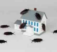 Jak se vypořádat s švábi v bytě lidových prostředků? dobrá rada