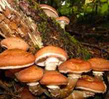 Jak čistit houby? Řekni nám něco o léčbě a solení těchto prospěšných hub