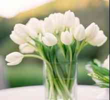 Jak dlouho udržet tulipány ve váze: Jak prodloužit životnost květin v kytici